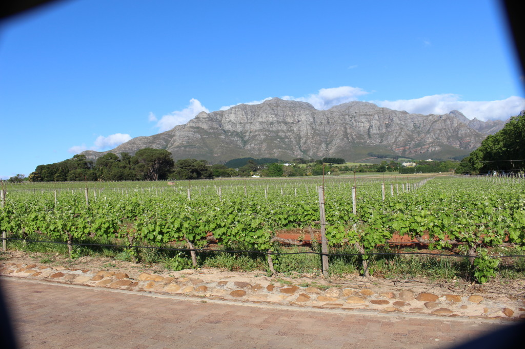 Stellenbosch vineyard