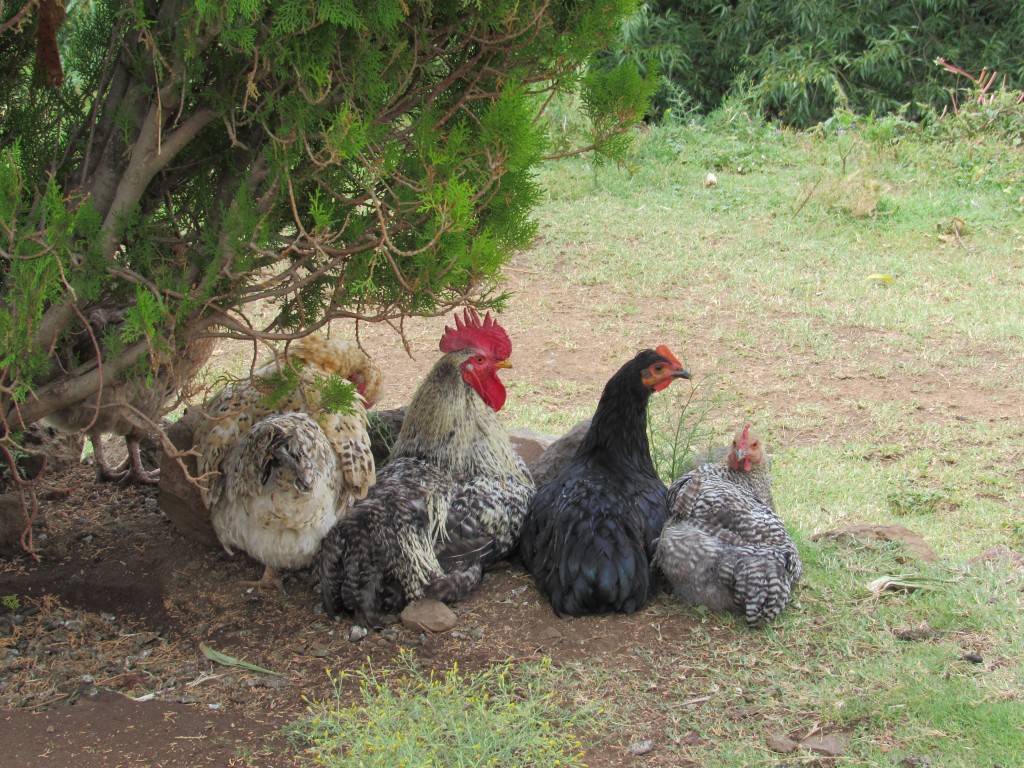 The village chickens