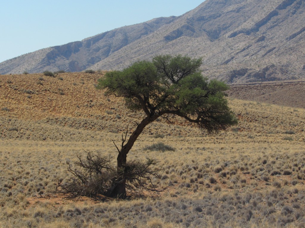 Desert adapted tree